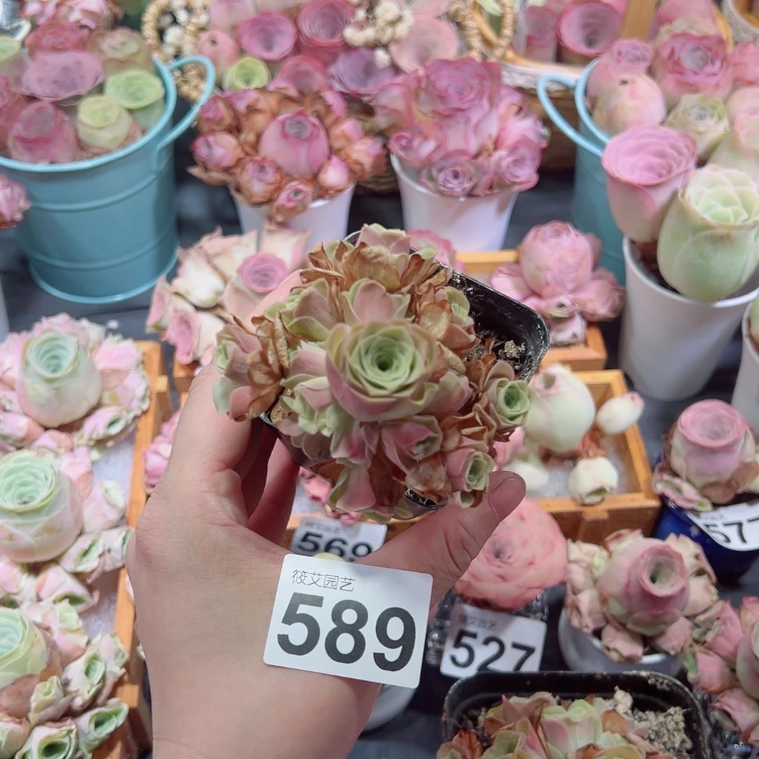 高****589草莓慕斯手捧花。  一物一拍