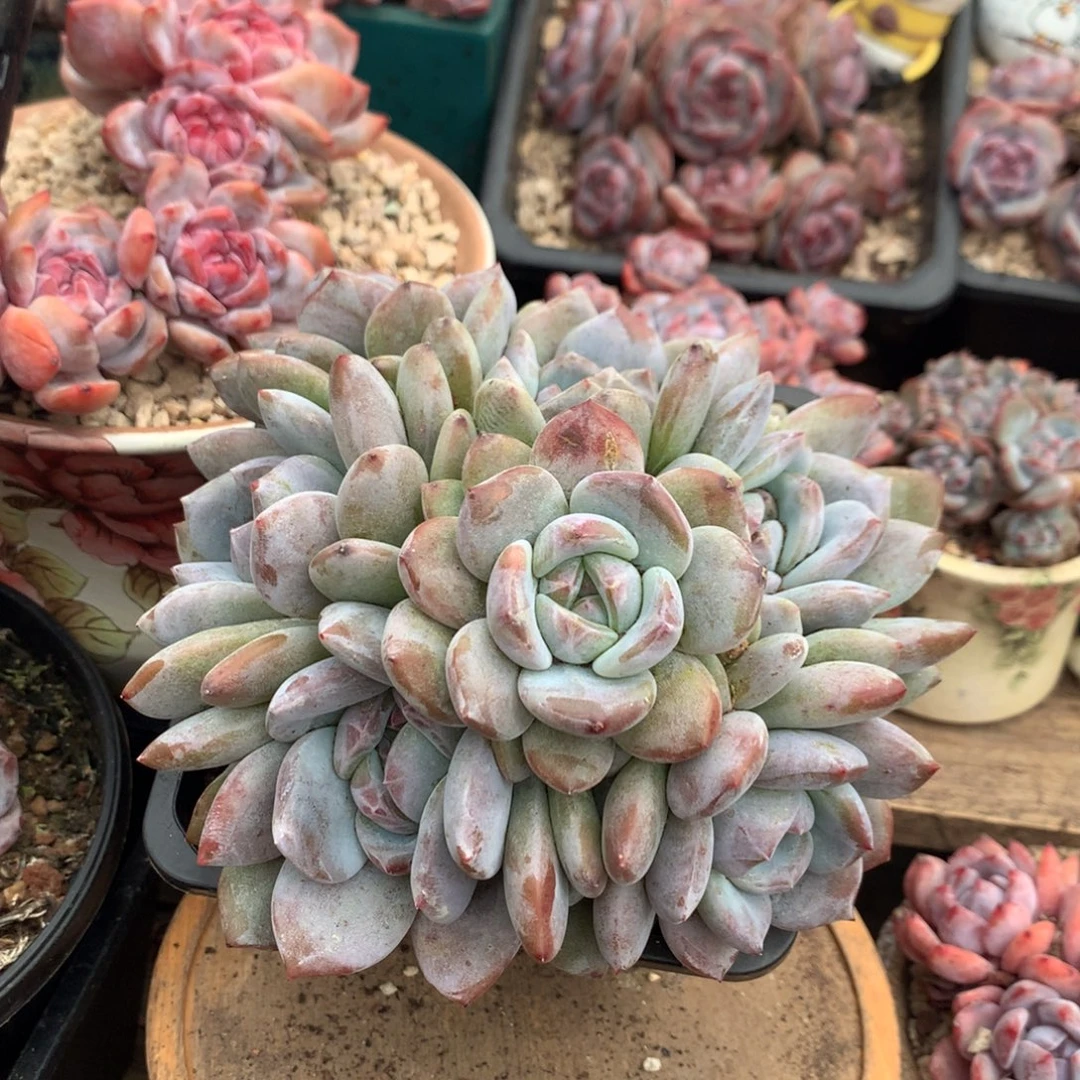 哈哈哈哈哈哈哈20