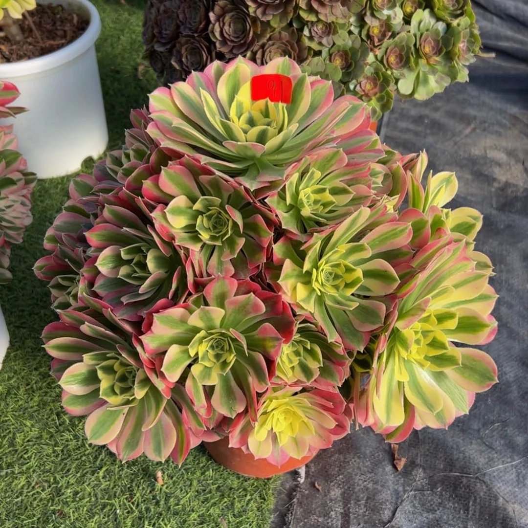 91炖肉植物发货白凤