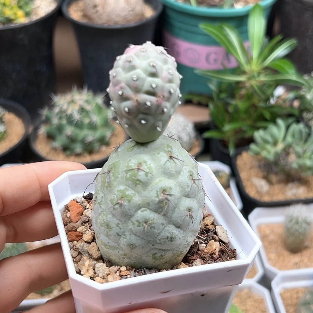 无花朵雪人习之野一颗一颗