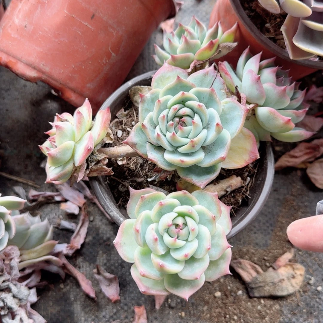 火***山无花朵吉娃娃五头老桩无售后