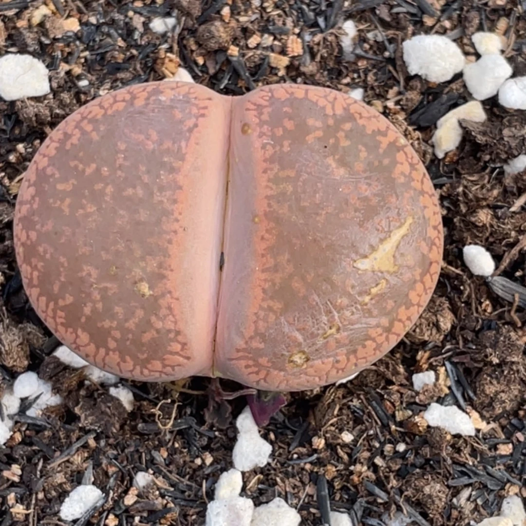 非偏远满20包邮061