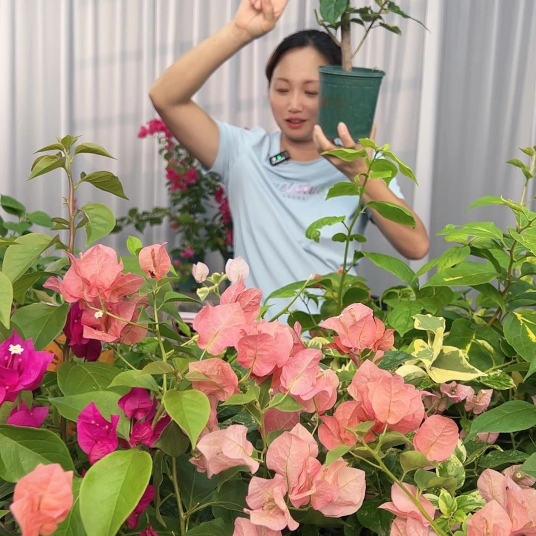 大部分开放少量花苞黑暗行者掌中宝一棵