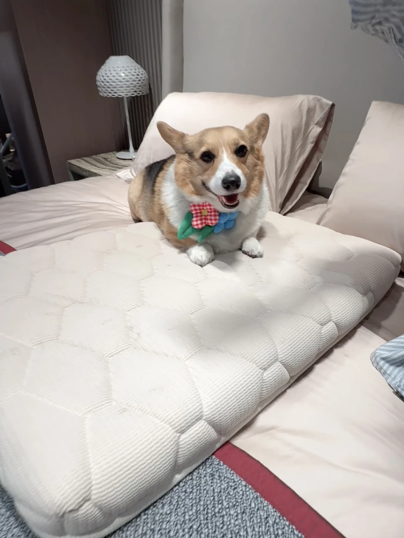 宠物恒温凝胶记忆0压自动充气床垫搭配防水防污床套户外便携适用