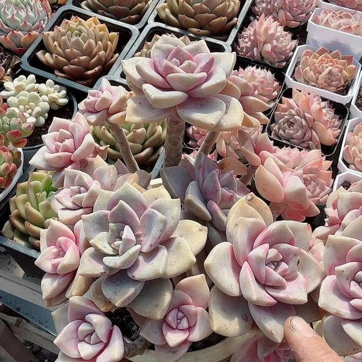 糖心紫乐多肉植物