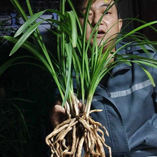 完全开放万的样子的时候可