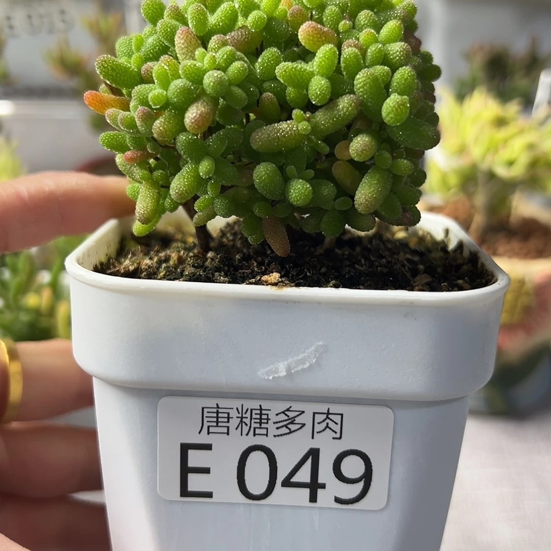 金橘049。