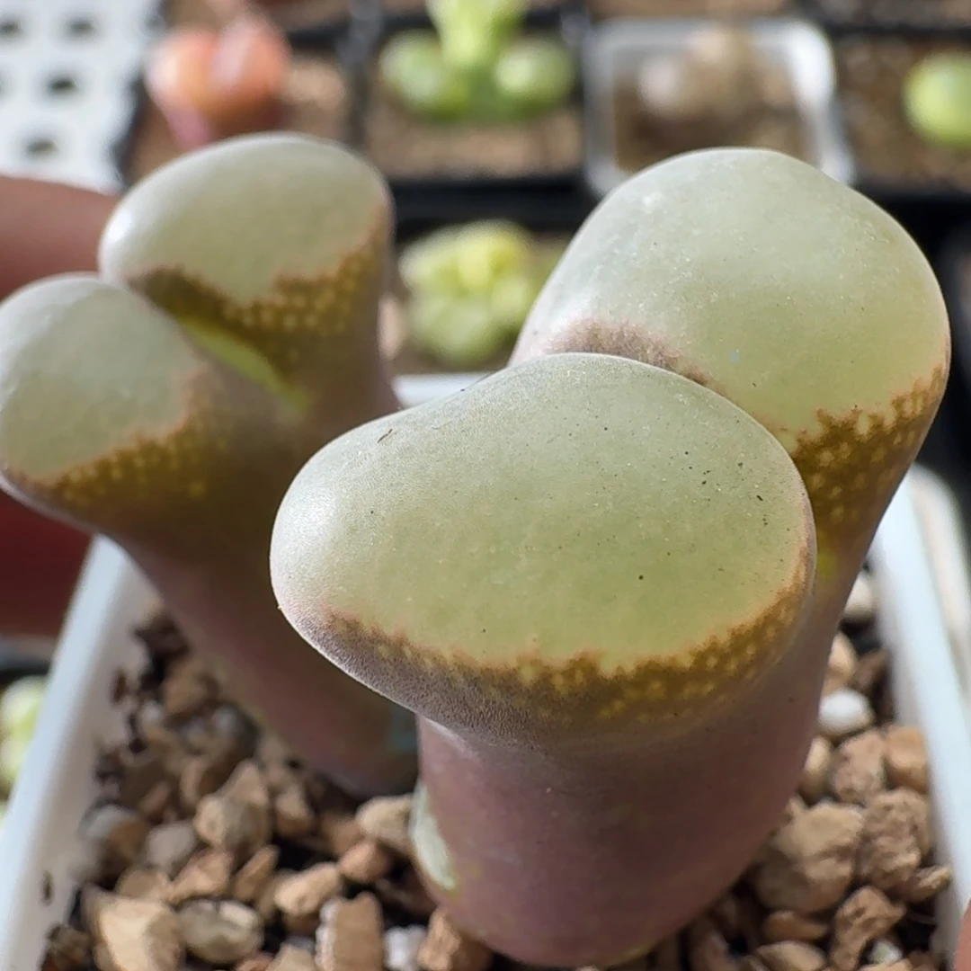 微瑕疵特价风铃玉3734