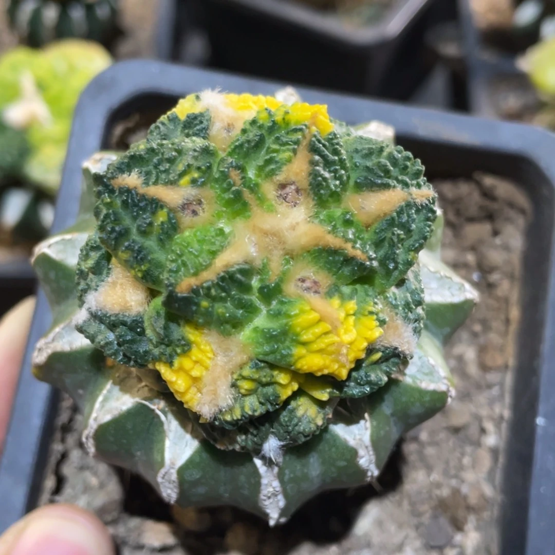 苍***白全部花朵牡丹锦 仙人球开花