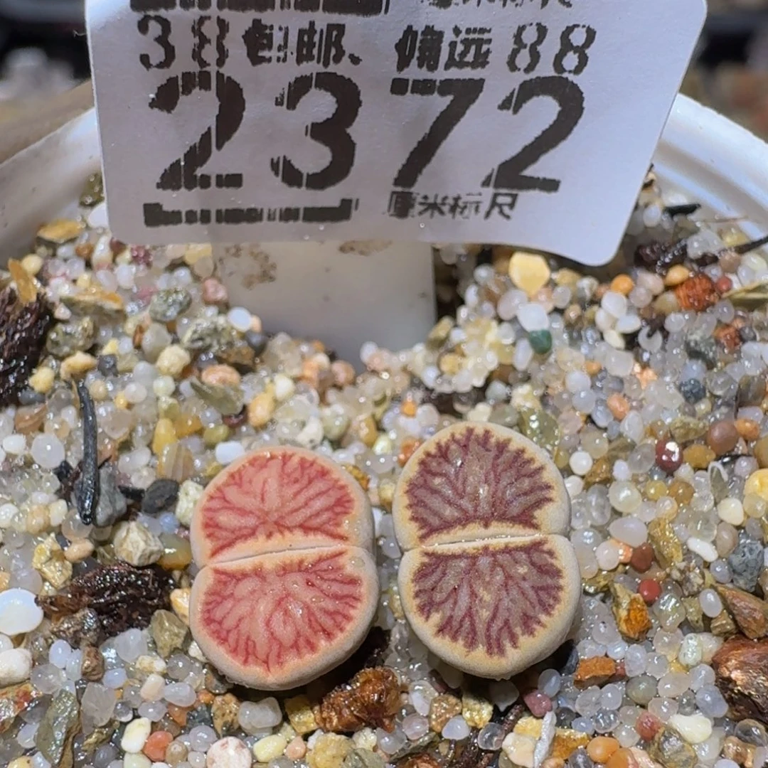 Ssss精品生石花2372