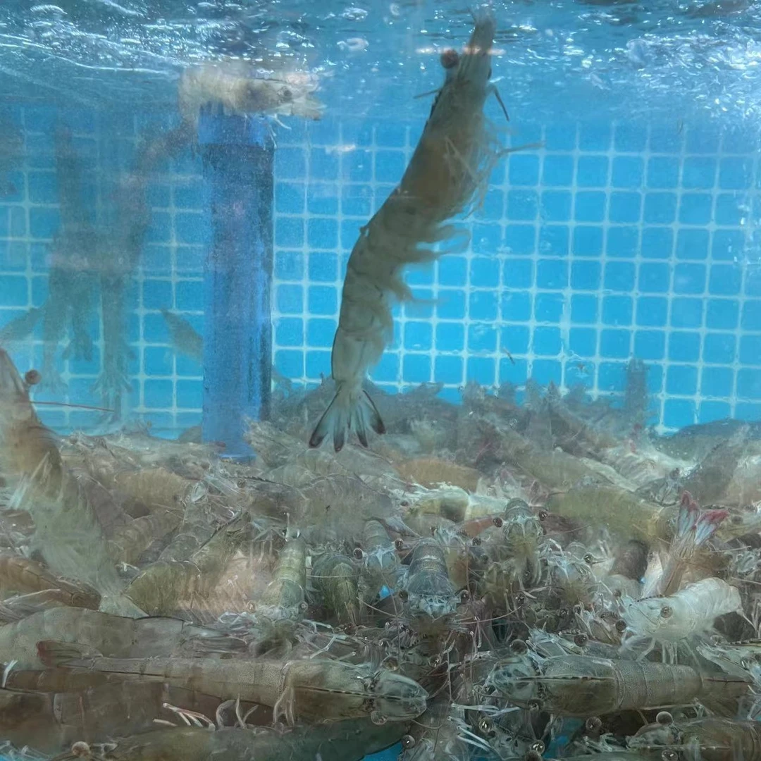 【活虾】鲜活基围虾青虾 500克 同城配送