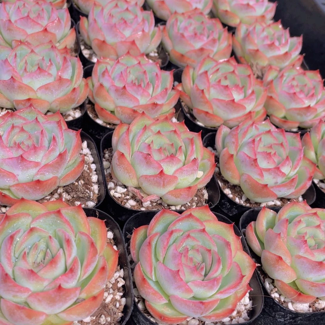 量拍37号 玫瑰花粉侧影单头一个