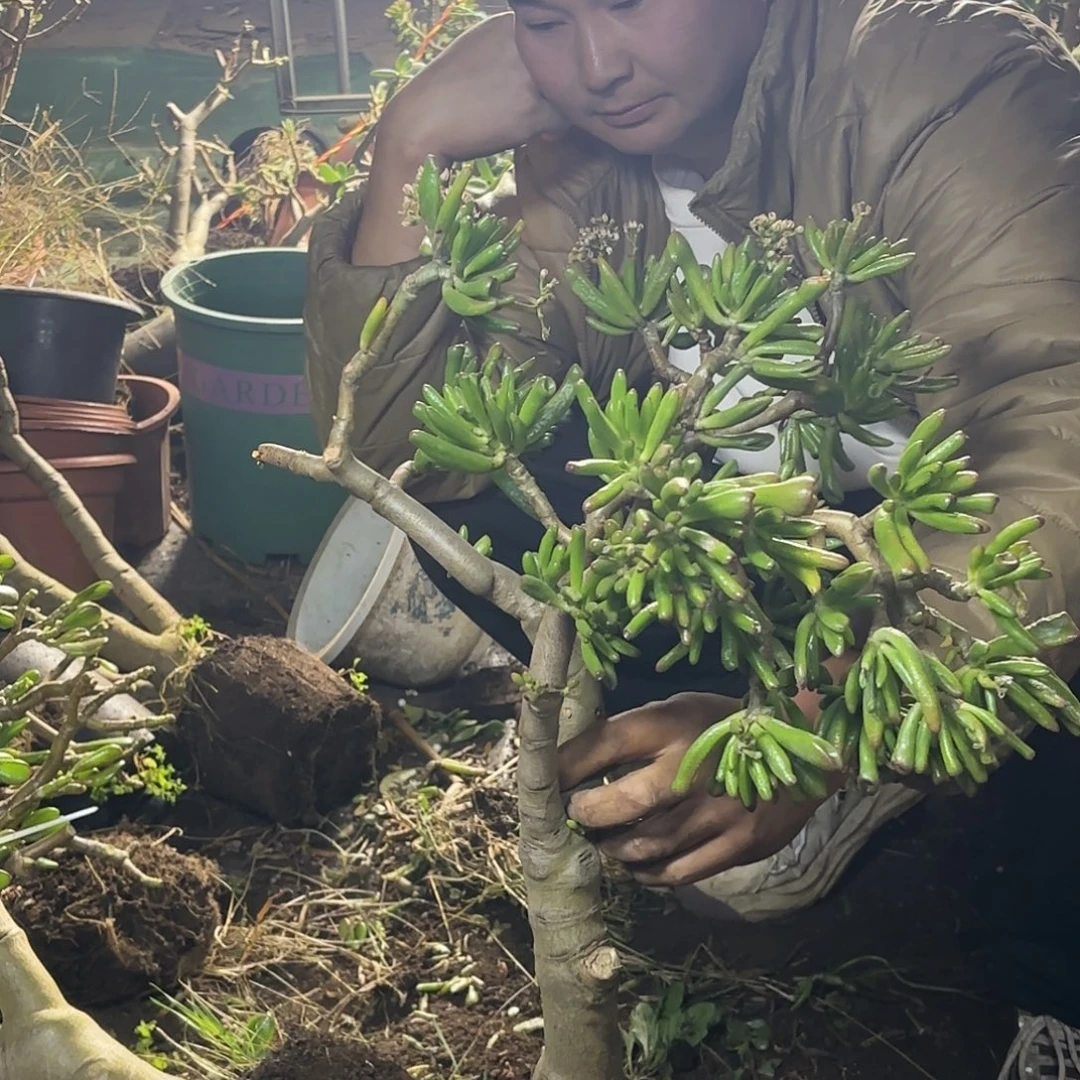巴***一4116吸财树带土球发货