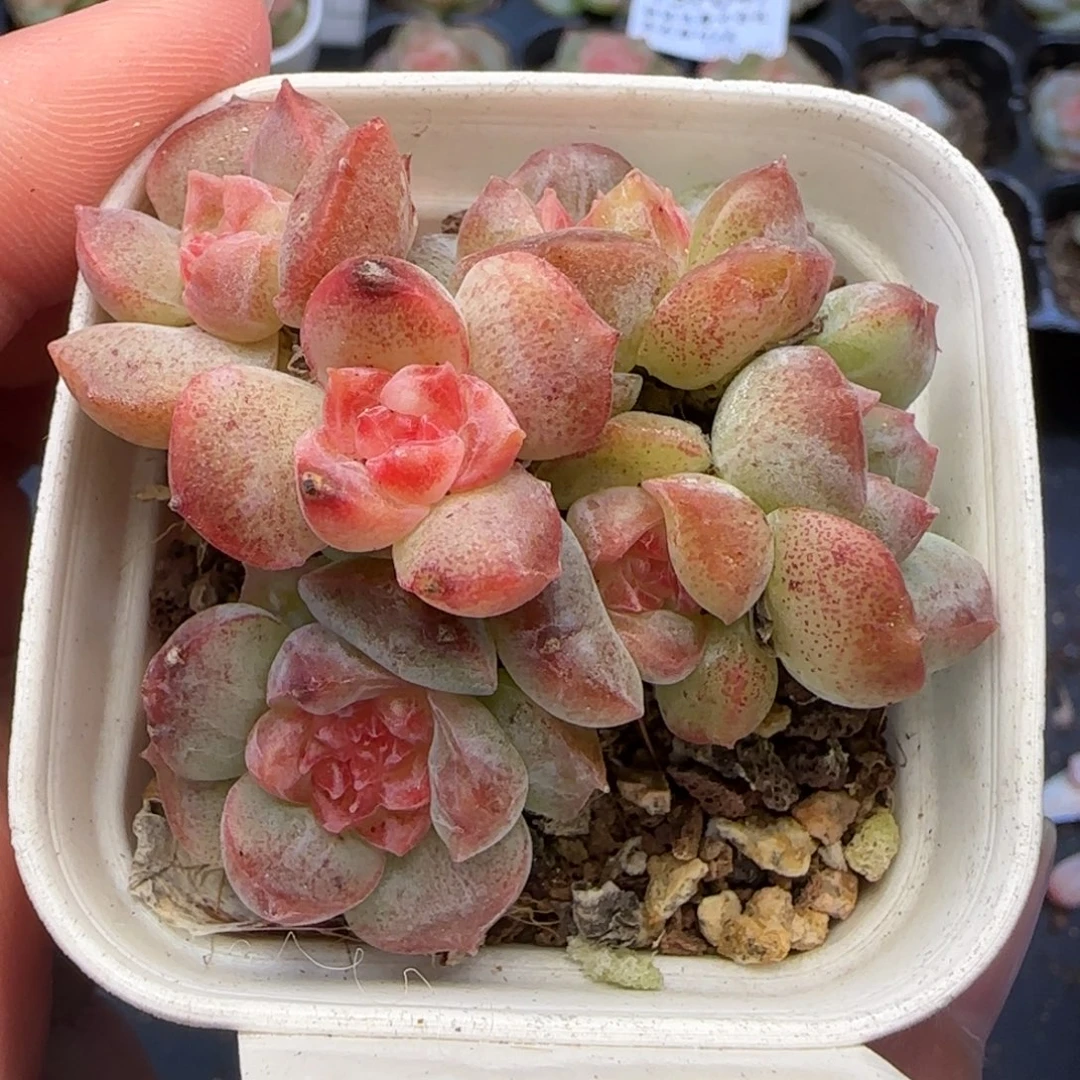 【满29包邮非偏远】819六头糖心群