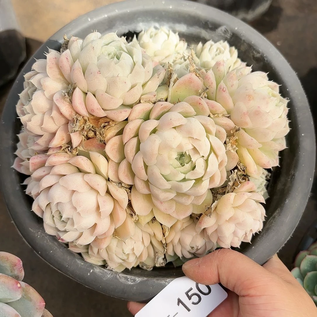 同温层多肉白月影150