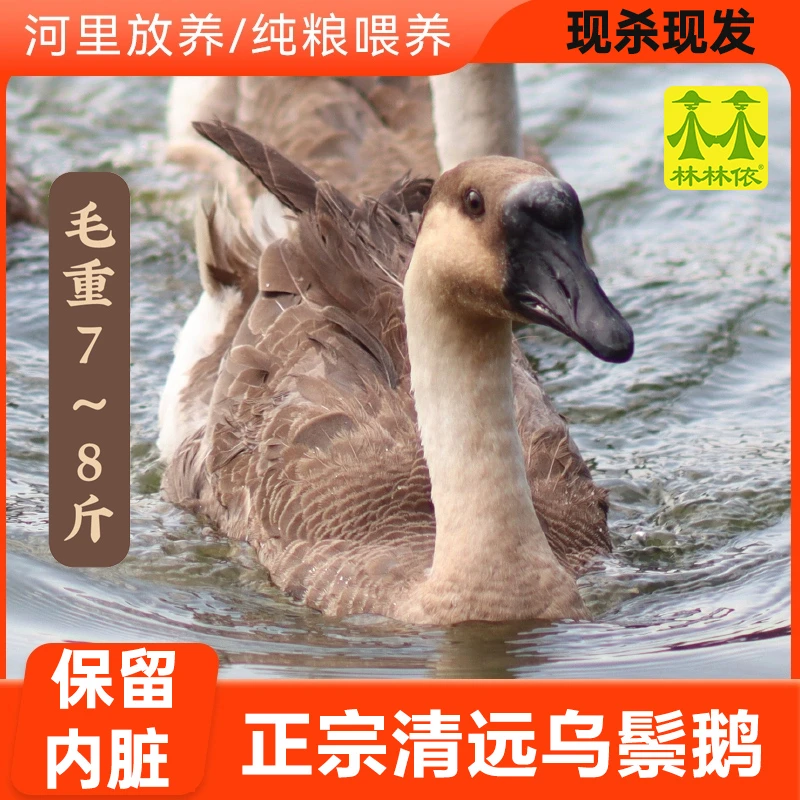 【180日龄】清远乌鬃鹅7~8斤 现杀现发广东黑棕鹅新鲜散养鹅肉烧鹅