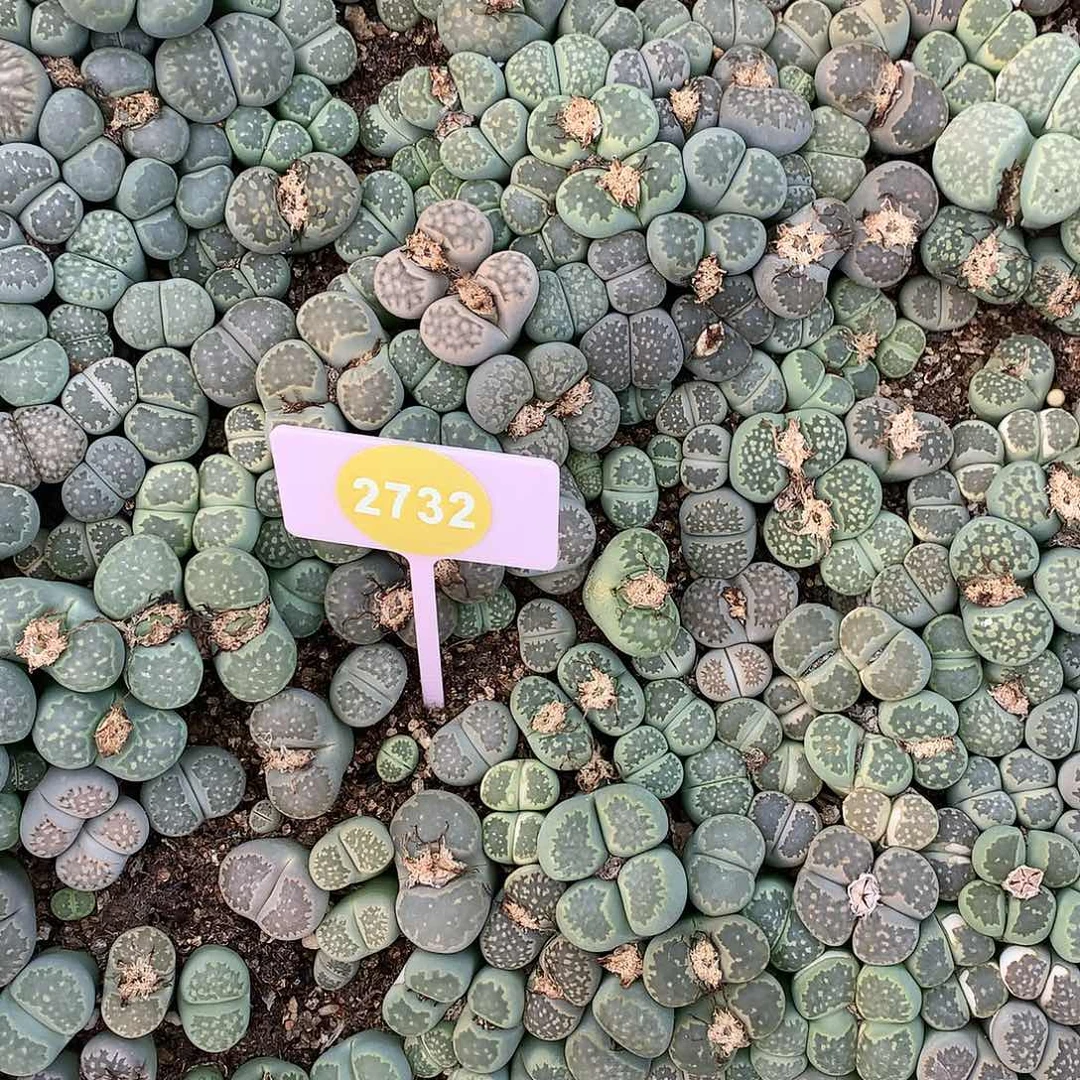 绿福来一筐非常非常好看2732