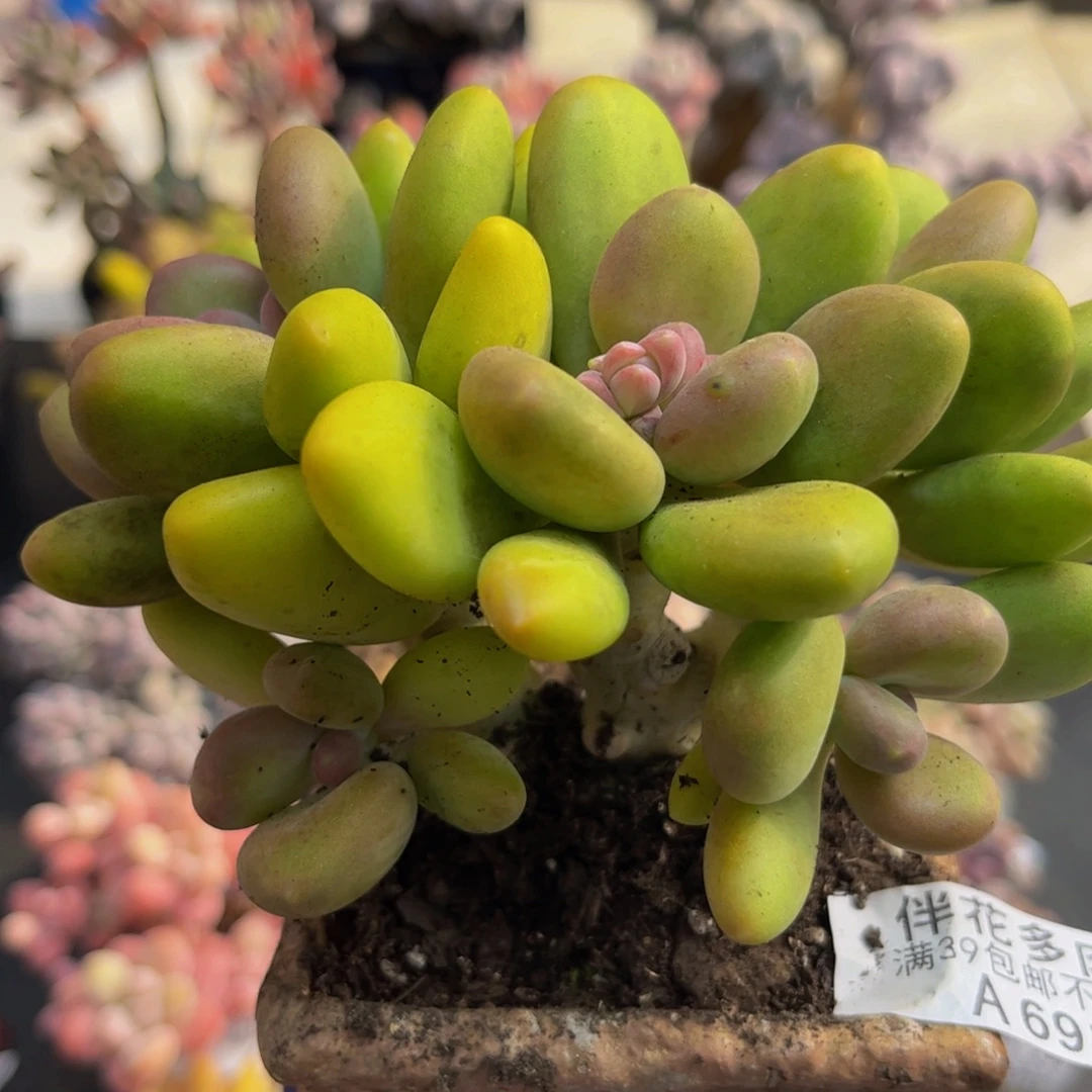 691芒果奶10cm多肉植物