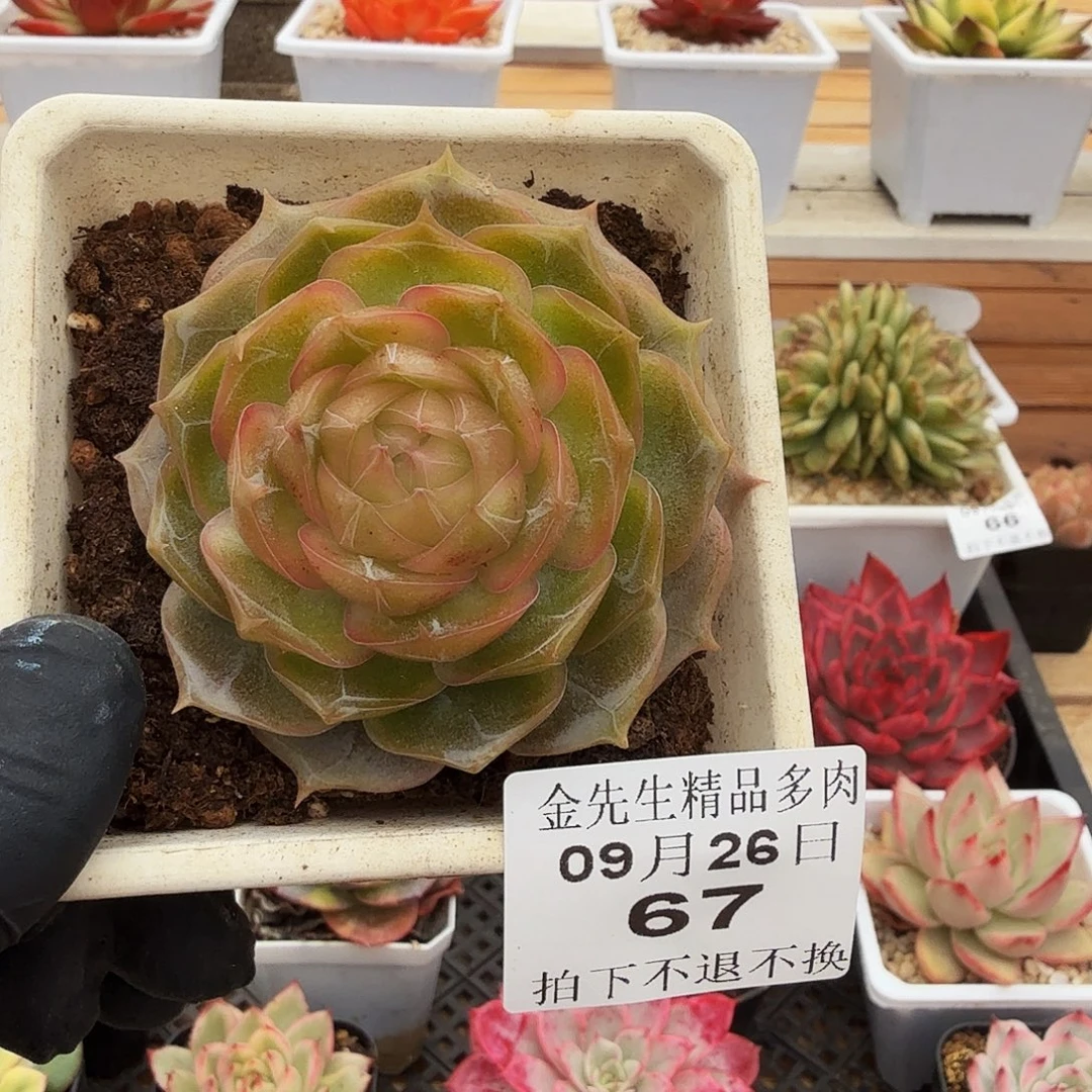 0926-67琉璃盏单头