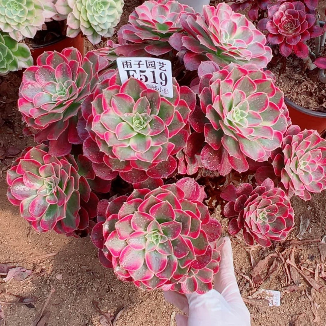 519荷兰玫瑰尺寸28左右