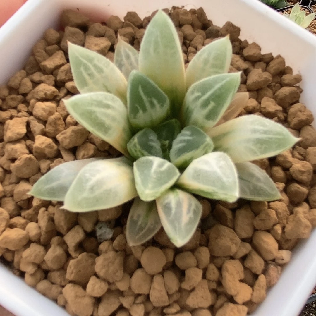 糊斑爱心寿锦一物一拍