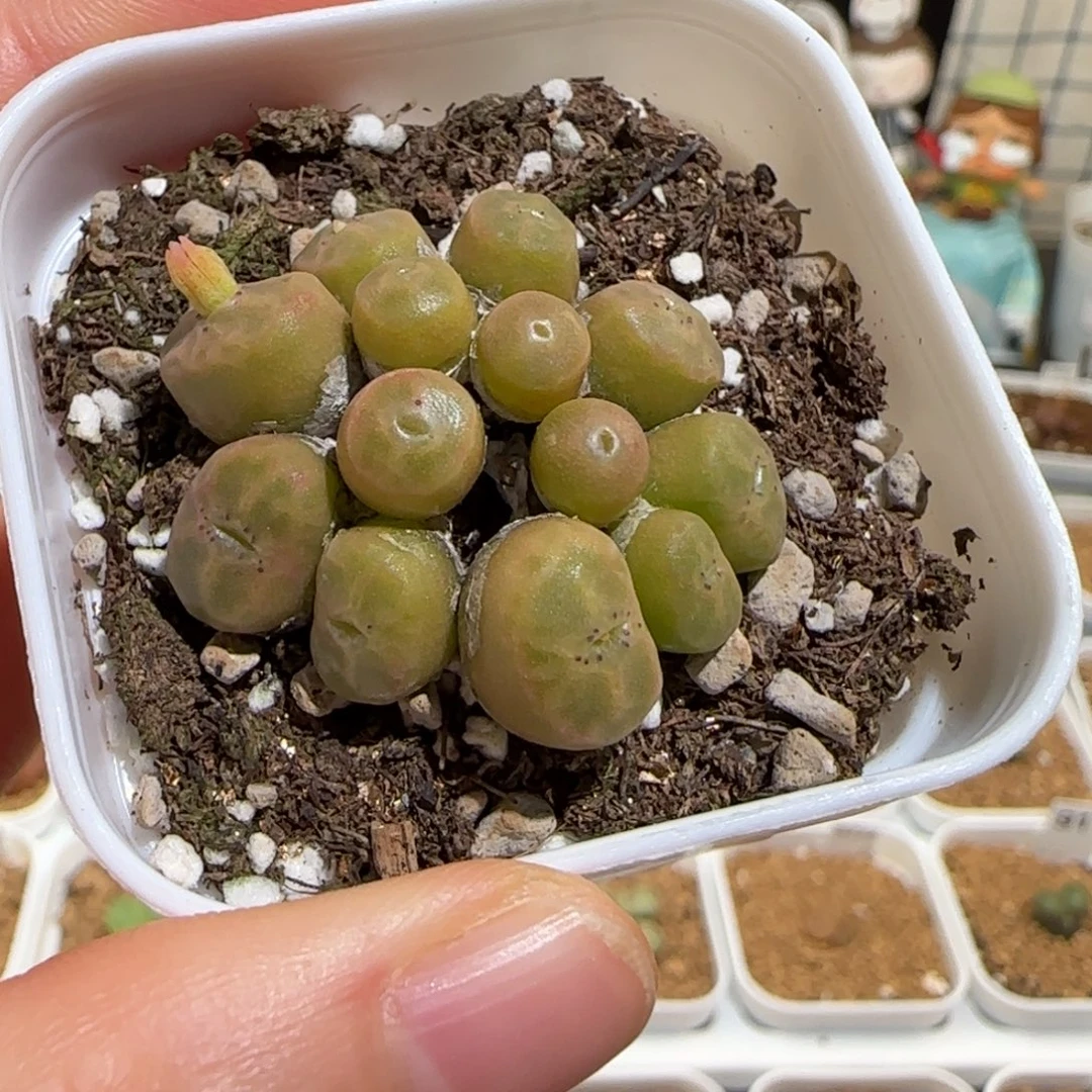 肉锥多肉植物组合-烧卖1263