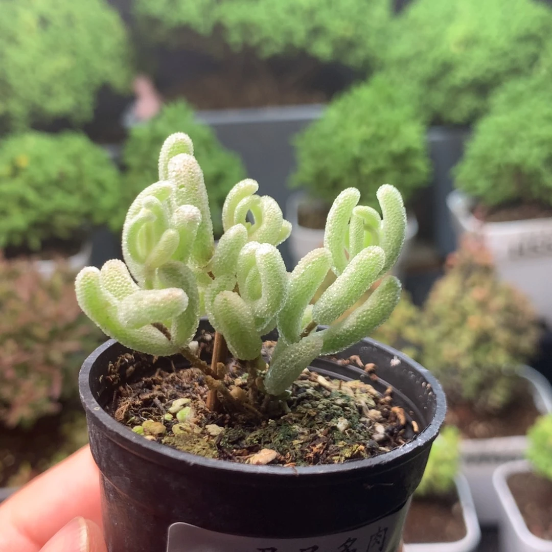 555白闪光。