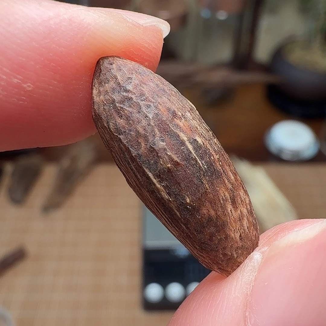 沉香香港大屿山棋韵瓜子