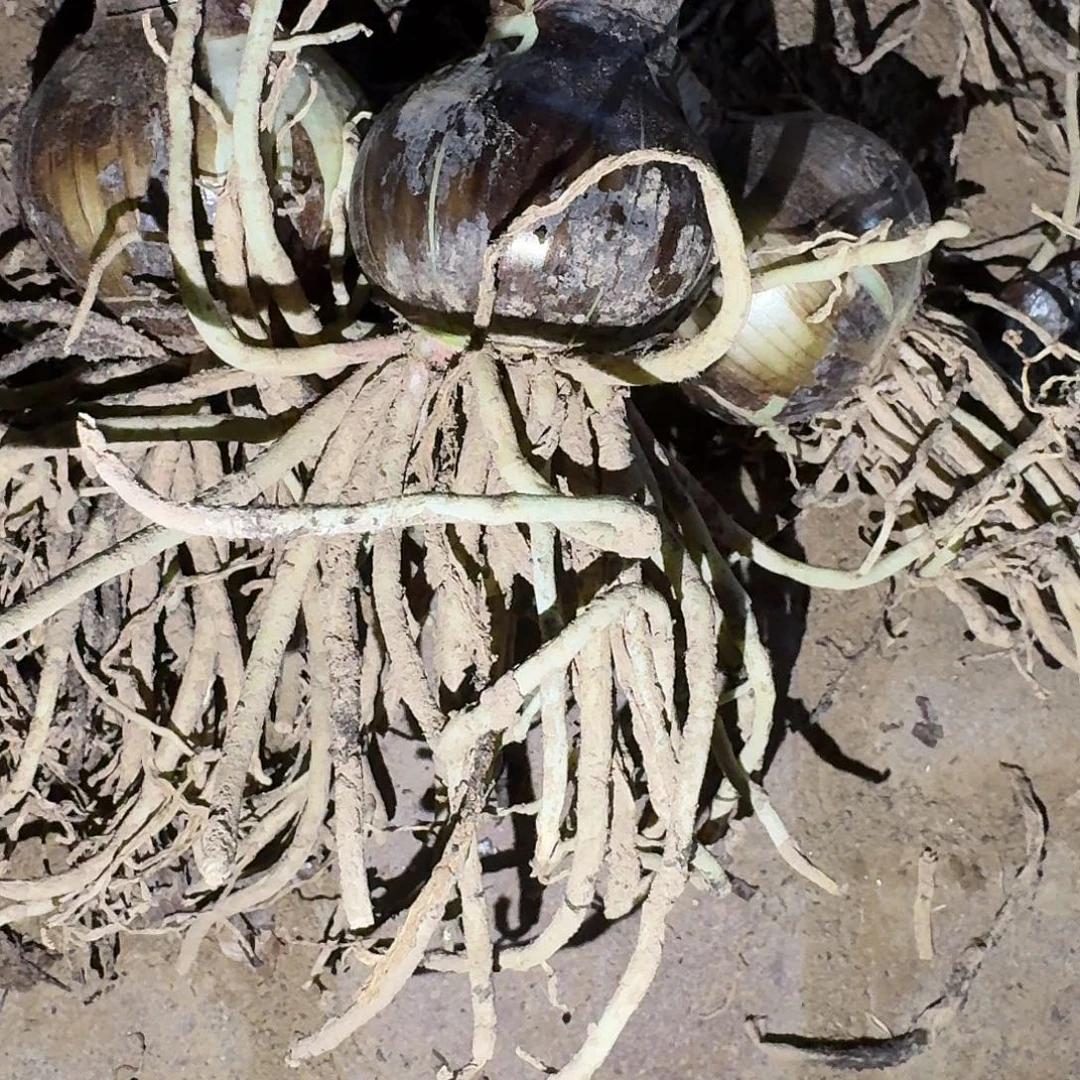 安吉拉5厘米裸根剪叶三棵