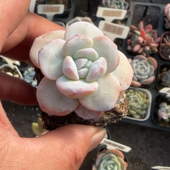 270雪莲多肉植物多