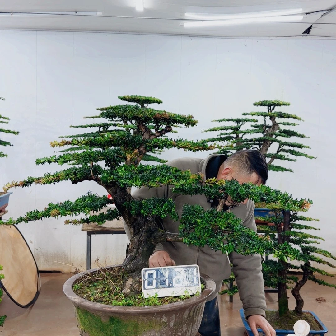 小***羔无花朵盆景园林……