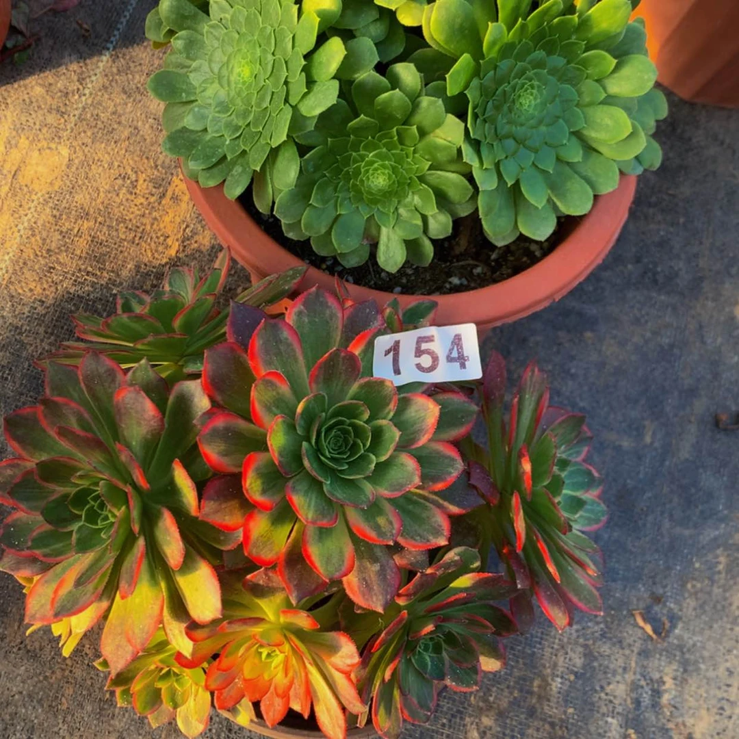 【闪购商品】盼***货154339万黄翡翠冰多肉