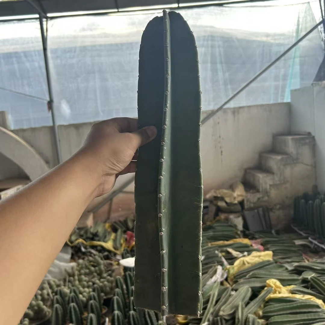 无根量天尺   仙人球漳州基地直发 新手好养