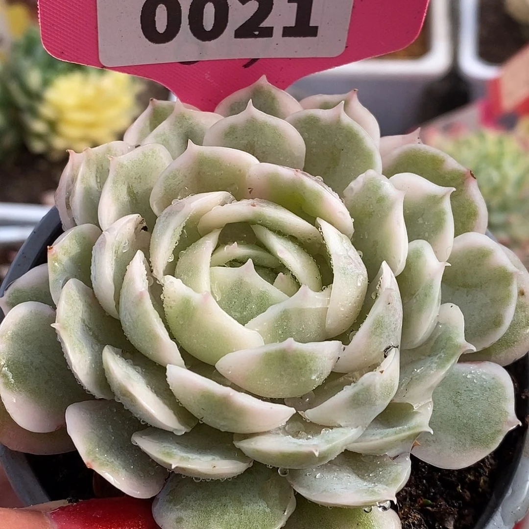021盎司诺哈哈哈哈哈哈