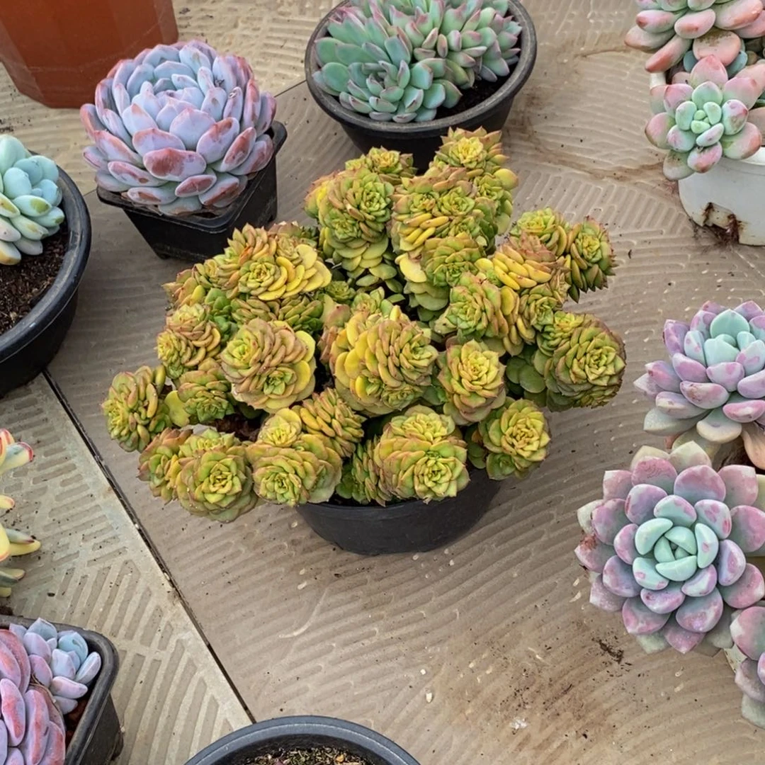 骑****街48包邮一物一拍多肉植物