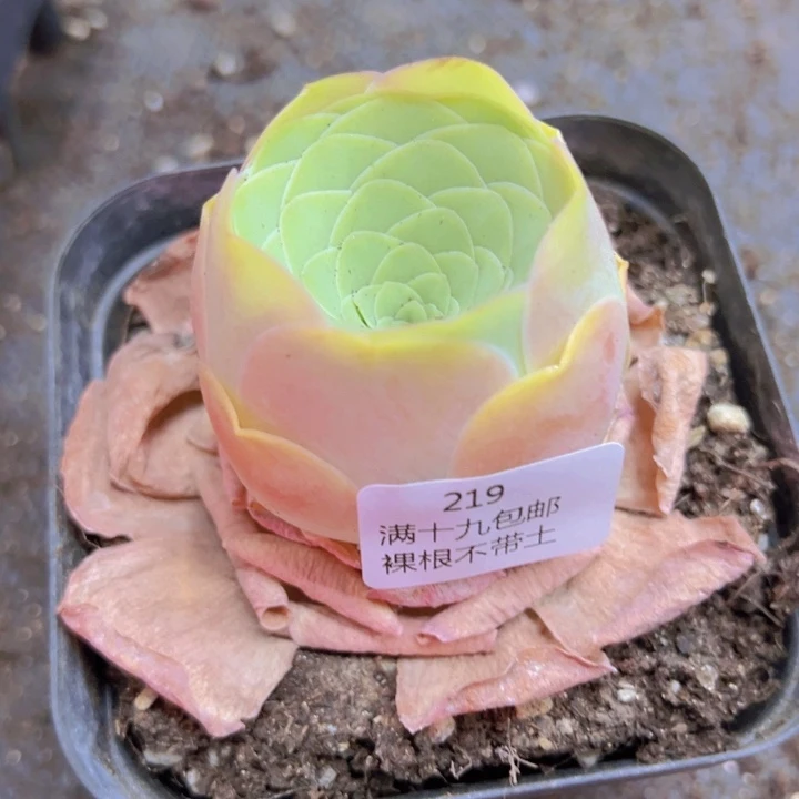 219 裸根不带土发货