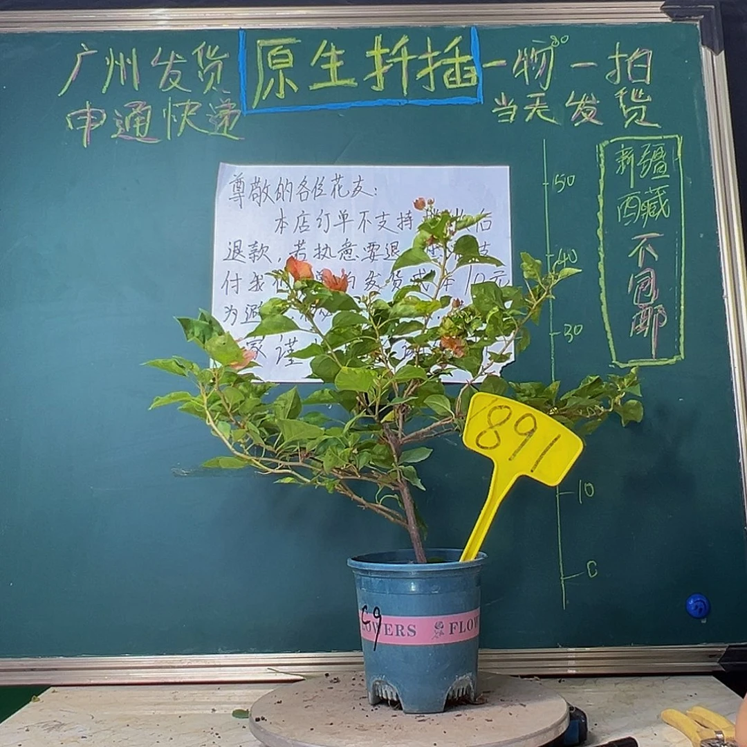 当前无花栽培后可以开花橙九月891