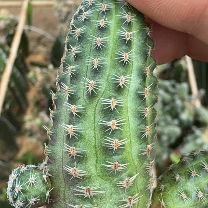 222丽花胡萝卜2个无根侧牙软，20包邮