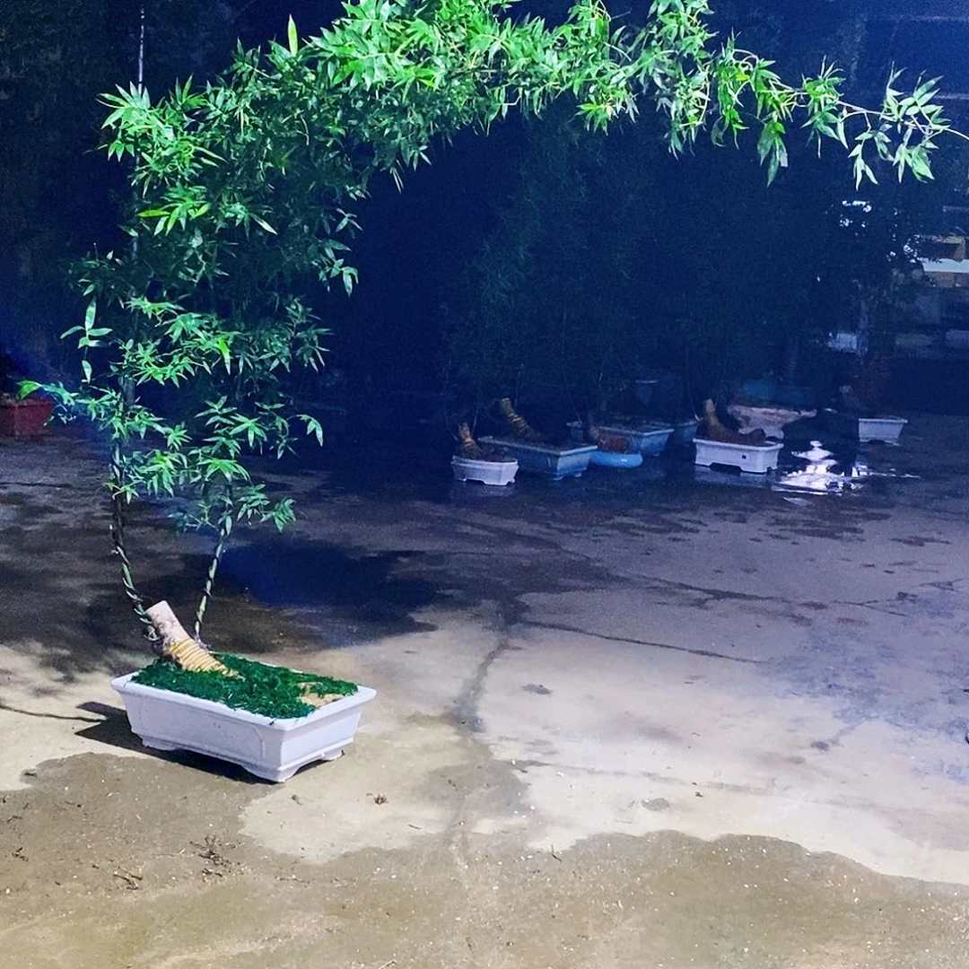 阿***晨无花朵小叶簕竹一物一拍
