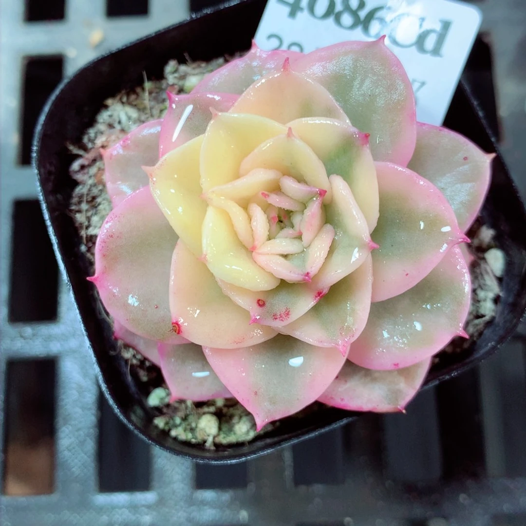 5厘米盆精控多肉4086