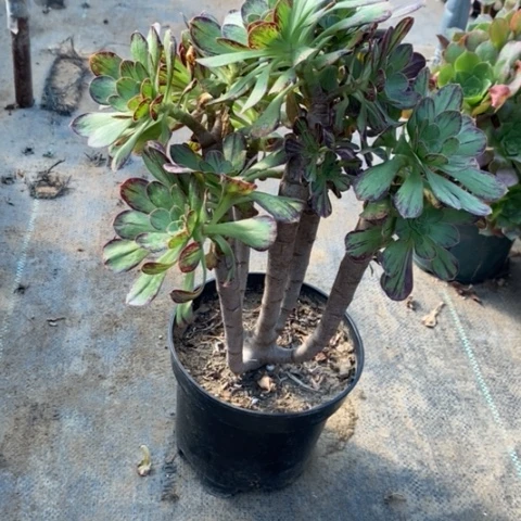 ｖ锦5多肉法师法师