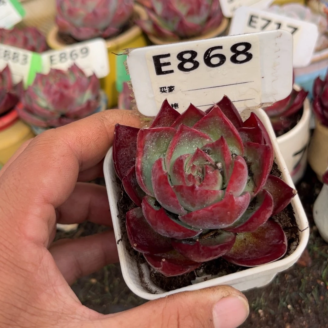 惊鸿一瞥868号多肉