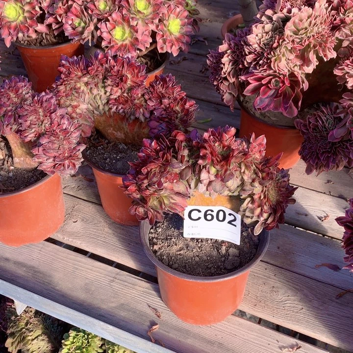 602抹茶缀多肉法师