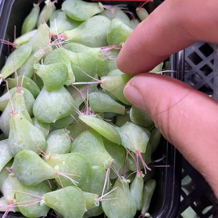 10片谪仙叶子多肉