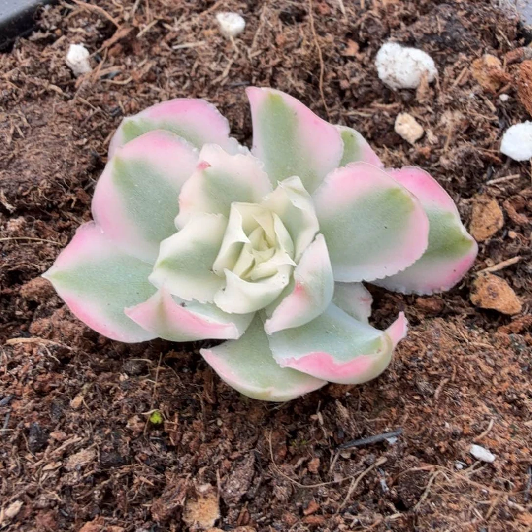 紫蝴蝶锦腹欧你锦一刻