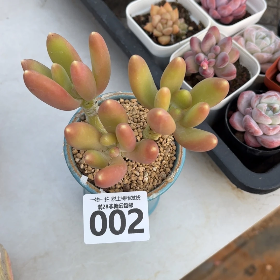 金蟾三头无盆土发货