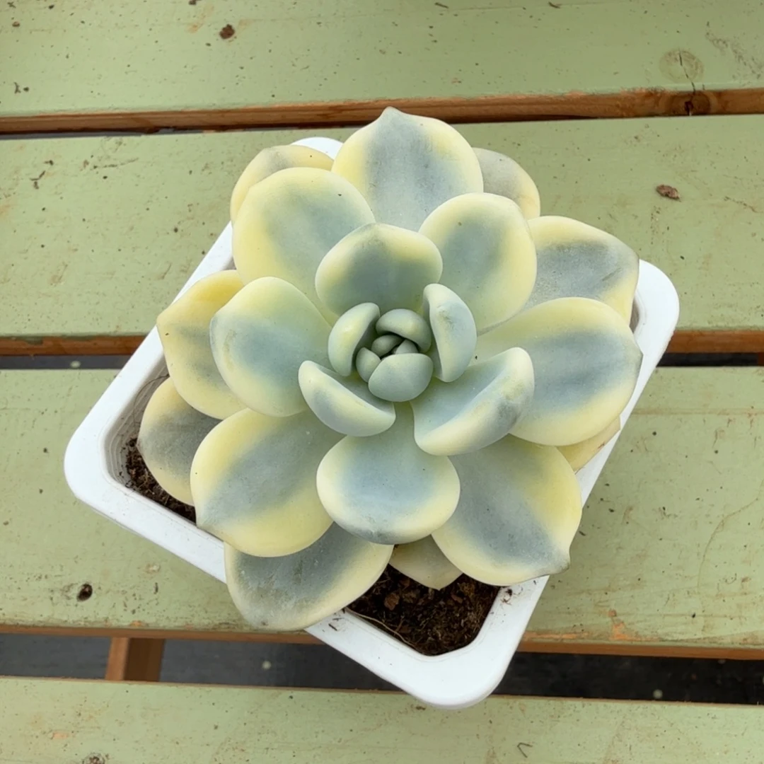 望舒锦锦上园艺一物一拍