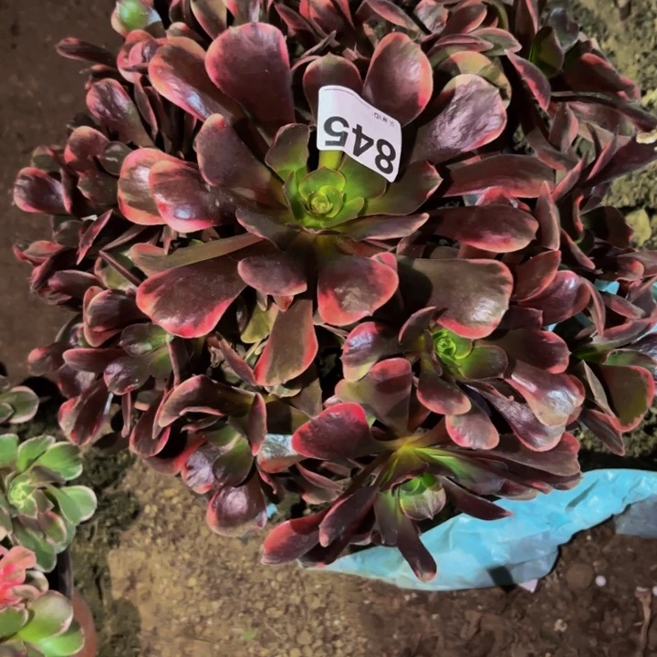 845爱神多肉植物不售后
