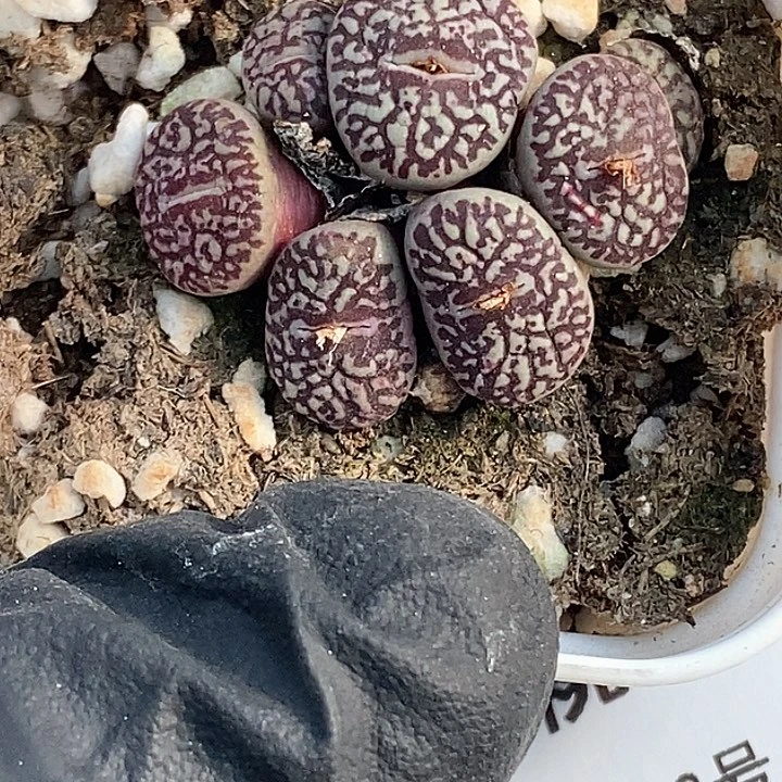 桃喜花园0203-51超墨