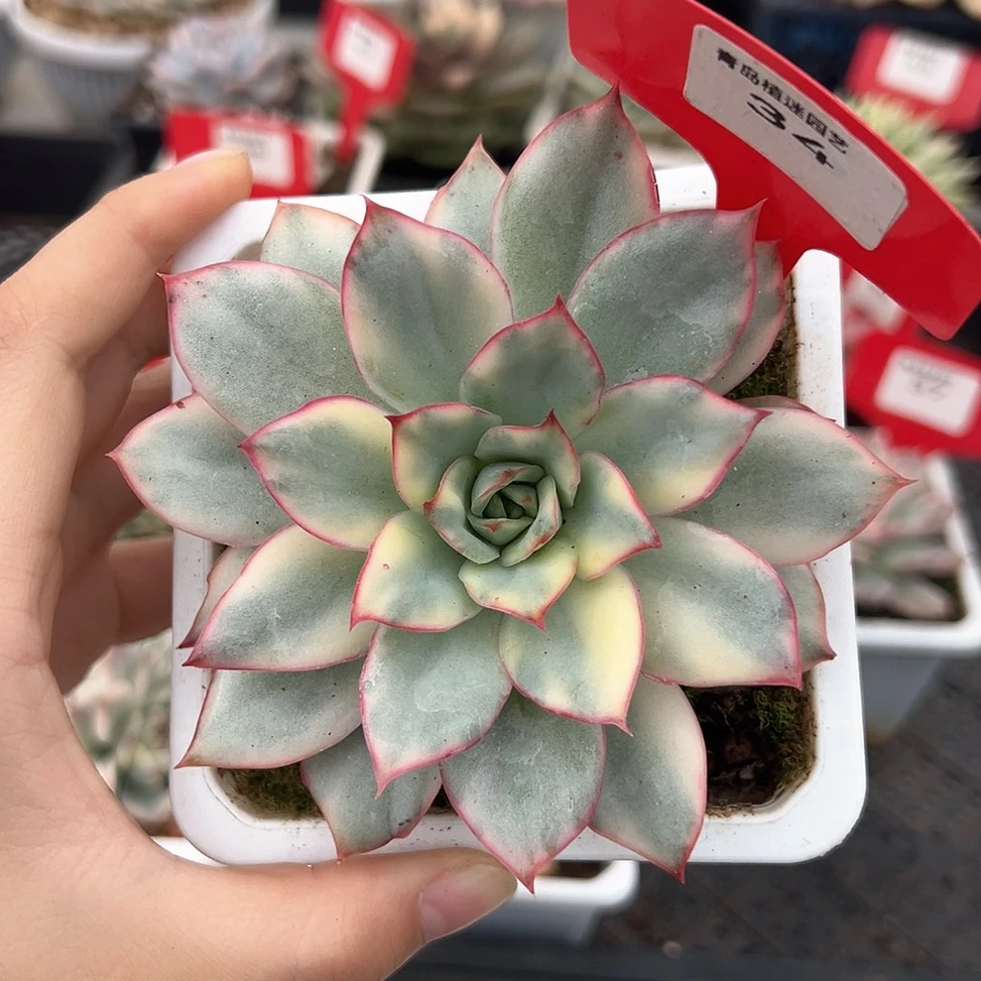 34号月光女神锦多肉植物